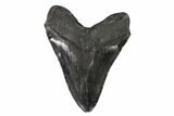 Fossil Megalodon Tooth - South Carolina #95327-2